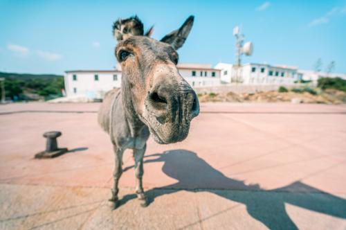 Donkey in the Island of Asinara