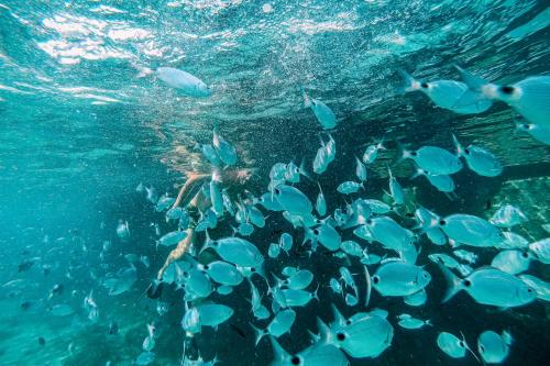Fischen in den kristallklaren Gewässern des Golfs von Asinara