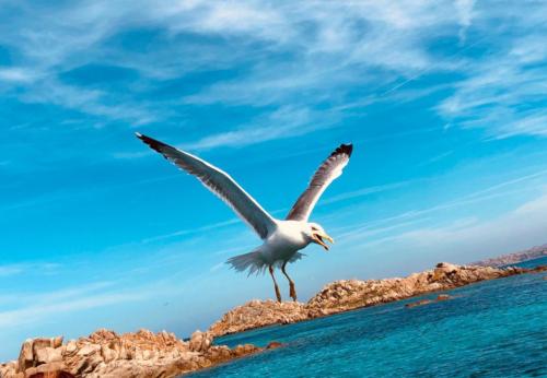 Gabbiano vola sul mare della Corsica