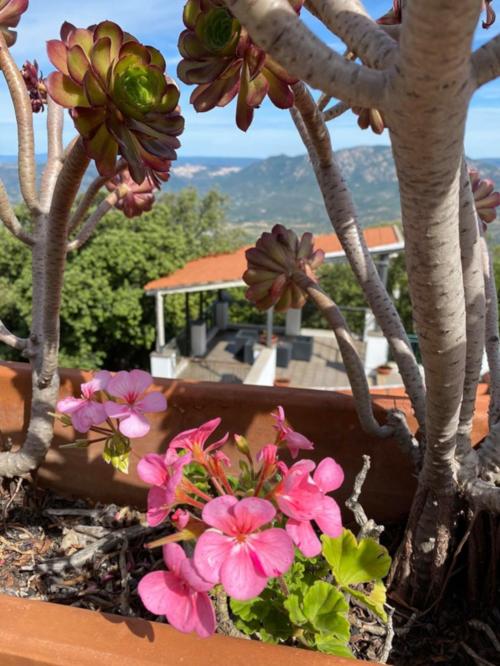 View on the entrance and flowers of the accommodation