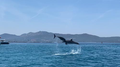 Two jumping dolphins in Golfo Aranci