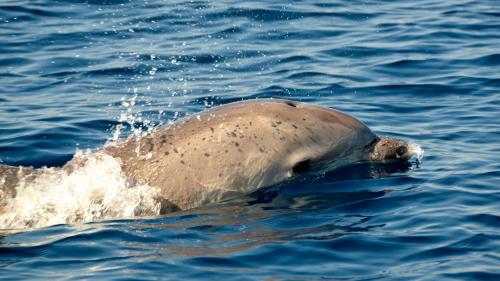 Delfini nel Golfo di Alghero
