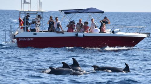 Delfini avvistati sul tour in barca nel golfo di Alghero
