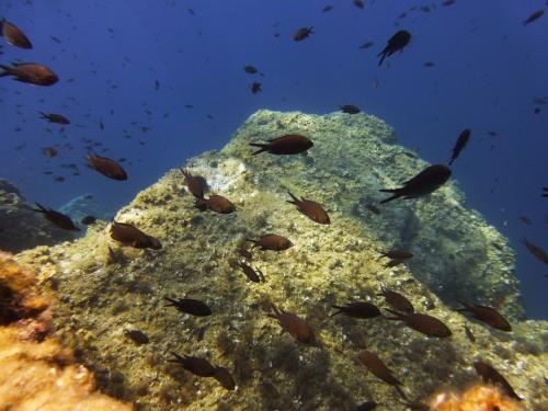 Fish in the Gulf of Alghero