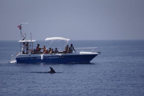 Avvisamento delfini nel Golfo di Alghero