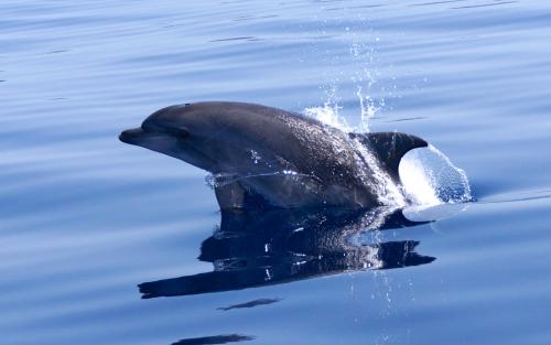 Delfini nel Golfo di Alghero