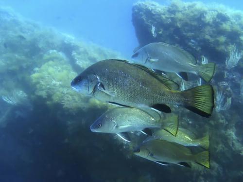 Fisch im Golf von Alghero