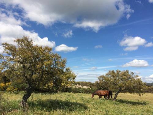 Animaux à l'état sauvage sur le territoire d'Alghero