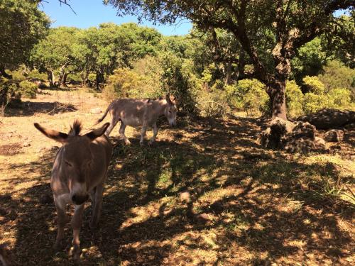 Burros en el territorio de Alghero