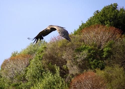 Avistamiento del buitre leonado en vuelo