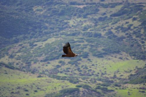 Griffon en vol dans le territoire entre Alghero et Bosa