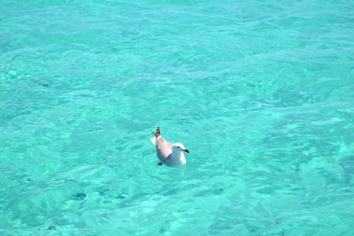 Seagull in the crystal clear waters of the Asinara Gulf